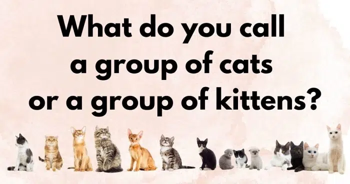 Cat Group Name for WhatsApp β Purr-fectly Cute, Sassy & Fun Ideas π±π¬ cat group name