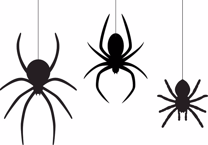 The Spider Symbol in Nature and Science